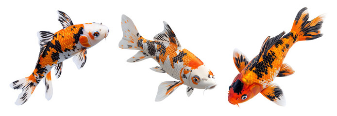 Fototapeta premium Colorful Koi Fish Isolated on Transparent Checkerboard Background