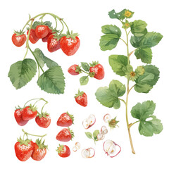 Strawberry Plant with Fruit – Watercolor Illustration, Fresh Berry Plant Artwork, Delicate Strawberry Plant Painting, Lush Nature-Inspired Watercolor, Botanical Art Design
