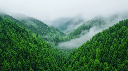 Obraz premium Lush Green Forest Valley with Misty Mountains in the Background