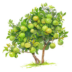 Tahitian Lime Tree with Fruit – Watercolor Illustration, Lush Fruit Tree Art, Hand-painted Lime Tree Design, Tropical Lime Tree Artwork, Botanical Watercolor Nature Piece

