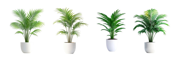 Obraz premium Four elegant indoor plants in white pots, showcasing lush green foliage and diverse textures for a fresh atmosphere.