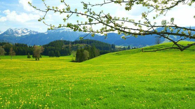 The Green Meadows of Bavaria in Spring Create a Peaceful View, Where Rolling Hills, Fresh Grass, and Blossoming Flowers Celebrate Nature&rsquo;s Rebirth in the Heart of the Countryside