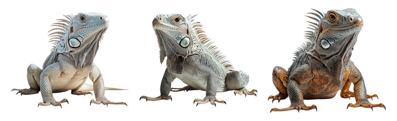 Obraz premium Iguana Collection Isolated on Transparent Background for Nature Design