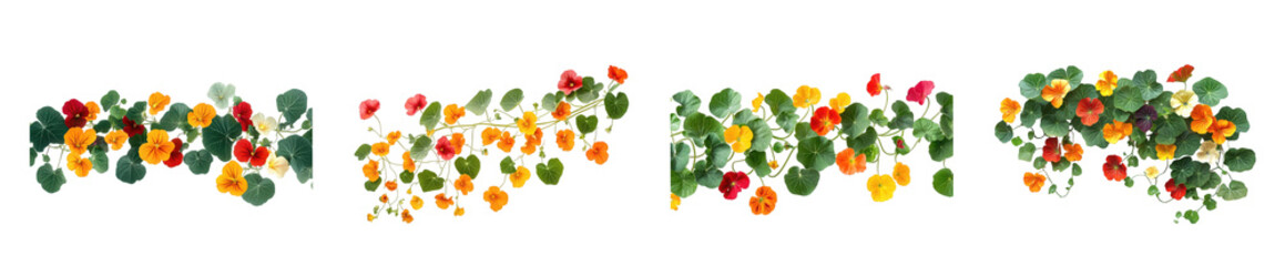 Vibrant arrangement of nasturtium flowers in various colors, showcasing their bright orange, yellow, and green leaves.