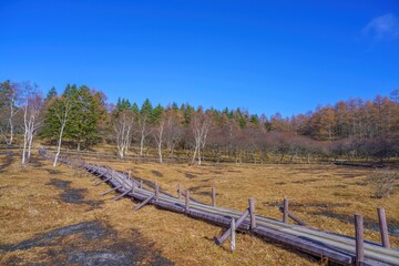 青空バックに見る晩秋の入笠湿原の情景