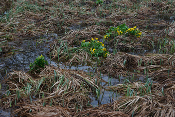 Spring yellow wild flowers in water