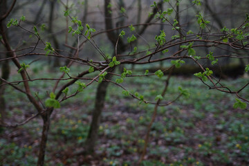 New leafs on branch. Spring in forest