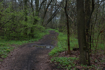 Path in spring forest after rain
