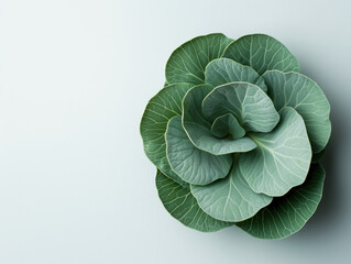 Fototapeta premium A Fresh and Lush Green Cabbage with Compact Leaves Pops Against a Pristine White Backdrop.