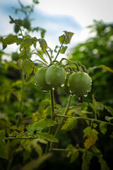 Green tomatoes on a tree