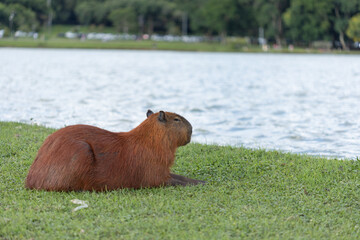 Capivaras do Parque Barigui