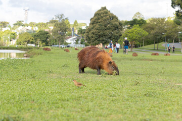 Capivaras do Parque Barigui