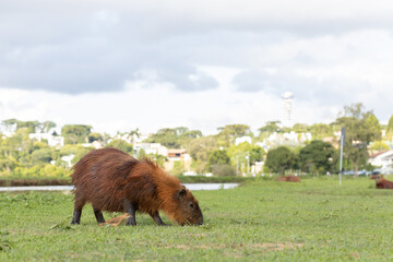 Capivaras do Parque Barigui