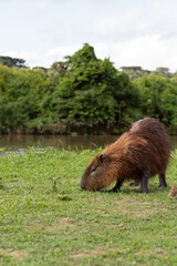 Capivaras do Parque Barigui