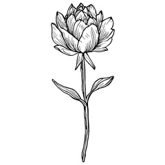 Obraz premium Line Drawing Flower with Elegant Minimalist Design isolated on background
