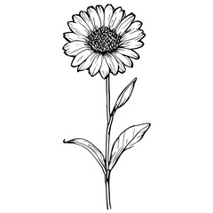 Line Drawing Flower with Elegant Minimalist Design isolated on background 

