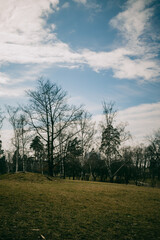 Open park landscape with bare trees, grassy field, and bright blue sky on a spring evening.
