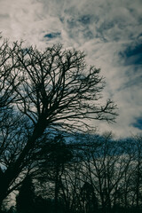Silhouetted bare tree branches against a cloudy sky with textured clouds and dim atmospheric...