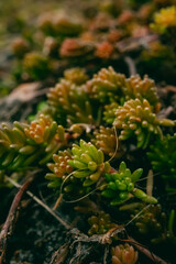 Close-up of vibrant green succulent plants (Sedum sexangulare) with fleshy leaves growing among twigs and soil.
