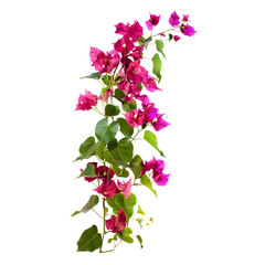 Fototapeta premium Single Bougainvillea flower with striking bracts on a transparent backdrop.