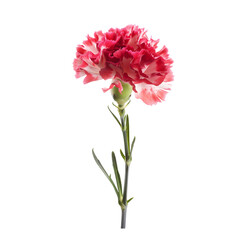 Detailed carnation flower on a see-through background, emphasizing its botanical elegance.