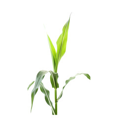 Detailed cornstalk with ripe corn on a transparent backdrop, emphasizing its agricultural quality.