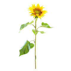 Dwarf sunflower isolated on a clear background, highlighting its cheerful appearance and compact size.