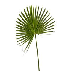 Elegant fan palm leaf on a see-through background, emphasizing its tropical, architectural form.