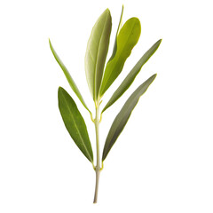 Green olive leaf isolated on a clear background, highlighting its rich green color and smooth texture.