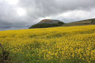 vibrant yellow flowers from turnips