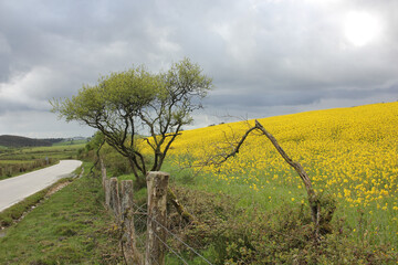 bright yellow flowers from turnips