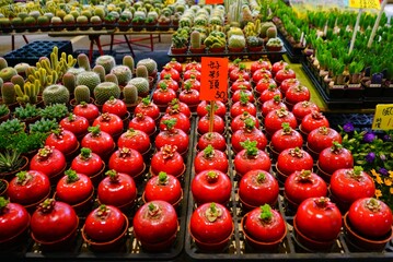 Lucky red radish plant for the Chinese lunar new year
