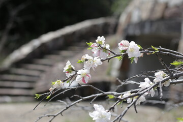 Japanese genpei peach flower in the park