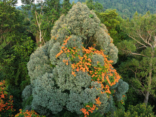 Bauhinia Kockiana in the tropical rainforest