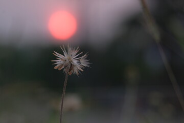 dandelion in the wind on sunset backdrop as background.