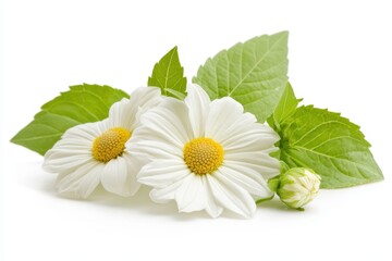 Two white daisies with vibrant green leaves. Perfect for spring, nature, or purity themes.