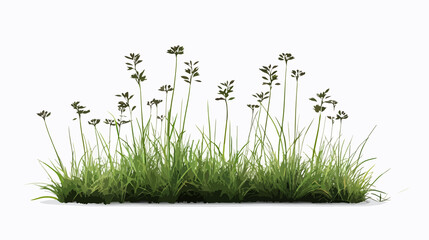 Fototapeta premium Plant sown over white background - Beautiful nature concept for design projects