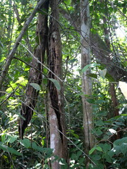 tropical rainforest with large, green trees that support abrasion and sources of clean air and water