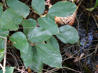 tropical rainforest with large, green trees that support abrasion and sources of clean air and water