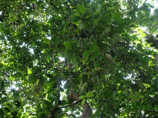 tropical rainforest with large, green trees that support abrasion and sources of clean air and water
