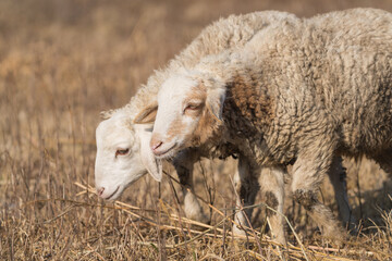 Domestic sheep (Ovis aries) are wool-producing, grazing mammals domesticated for meat, milk, and wool, commonly found worldwide in farming systems.