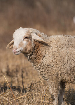 Domestic sheep (Ovis aries) are wool-producing, grazing mammals domesticated for meat, milk, and wool, commonly found worldwide in farming systems.