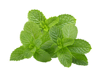 green mint leafs isolated on transparent png © Chaaim