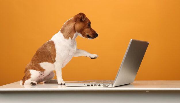 smart dog with laptop on color background