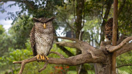 Nepalese eagle owl (Ketupa nipalensis) in Bali Island Park, Indonesia. an Asian bird from the owl family