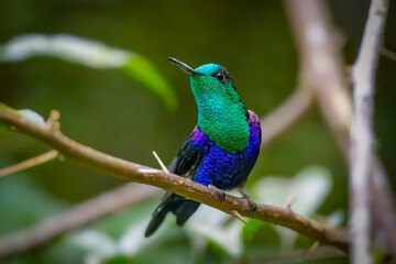 Vibrant green-crowned woodnymph hummingbird perched delicately on a branch