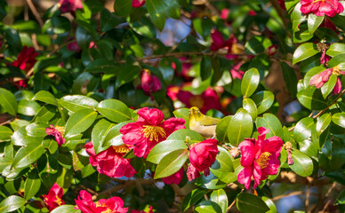 ドヤ顔のメジロと山茶花