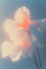 Close Up of a Flower in Soft Radiance, Dreamy Artistic Scene