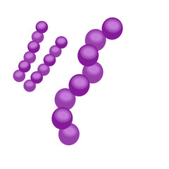 Streptococcus pneumoniae bacteria