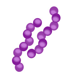 Streptococcus pneumoniae bacteria